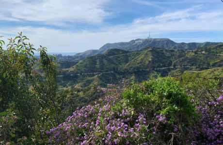 Hollywood Sign