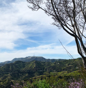 Hollywood Sign 5