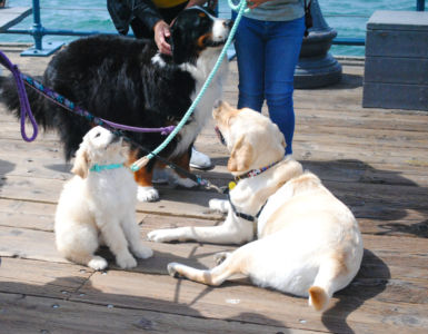 Puppies